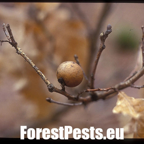 Hrčiarka dubienkov&aacute; 