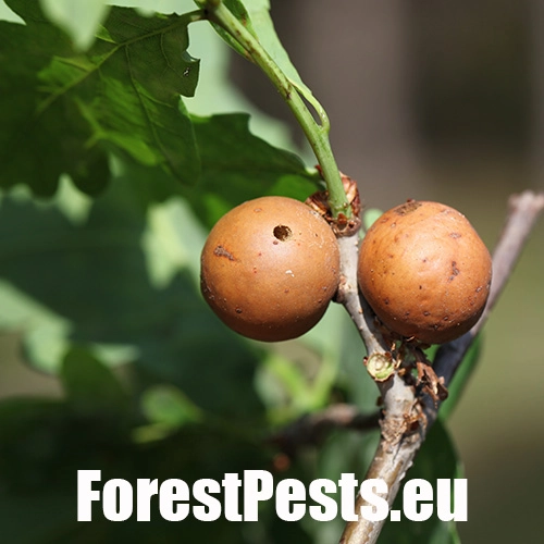 Hrčiarka dubienkov&aacute; 