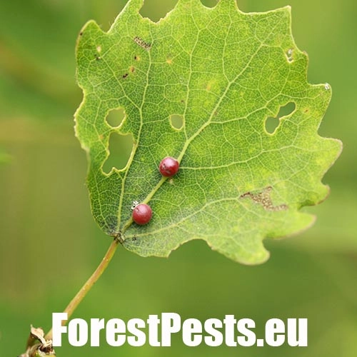 Hrčiarka Harmandiola tremulae