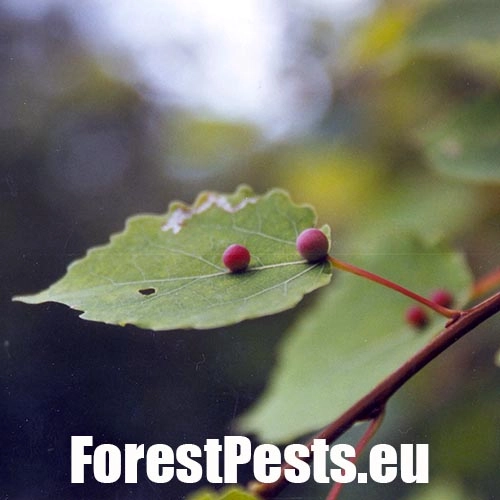 Hrčiarka Harmandiola tremulae