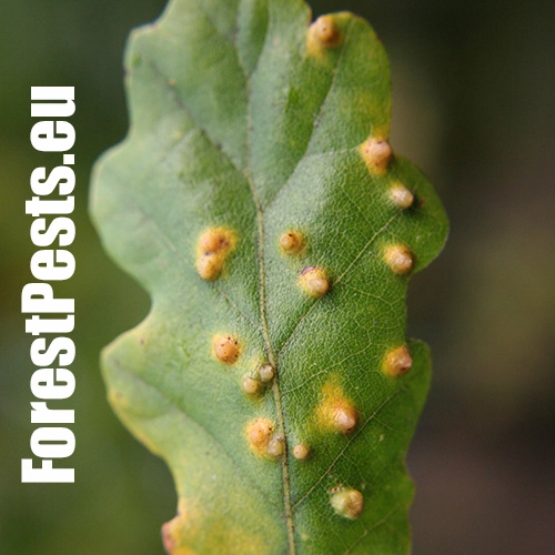 Hrčiarka Janetia cerris