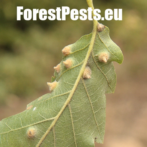 Hrčiarka Janetia cerris