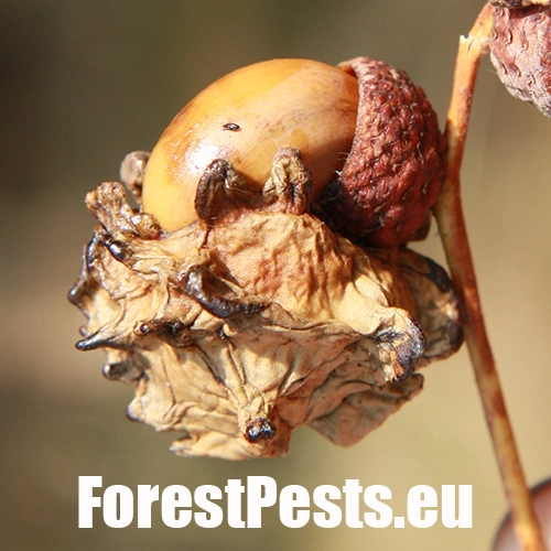 Hrčiarka kalichov&aacute;