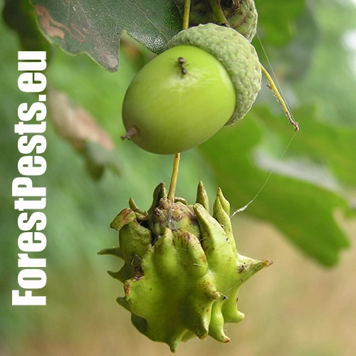 Hrčiarka kalichov&aacute;