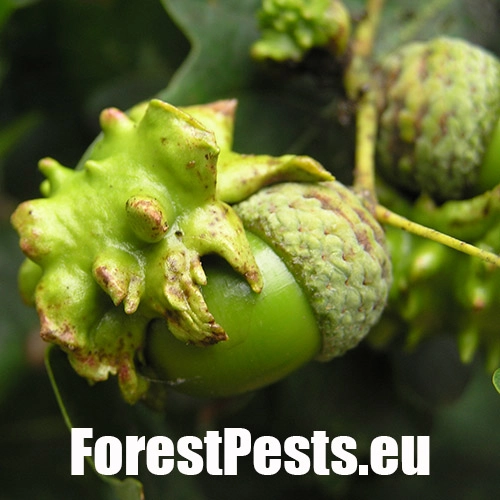 Hrčiarka kalichov&aacute;