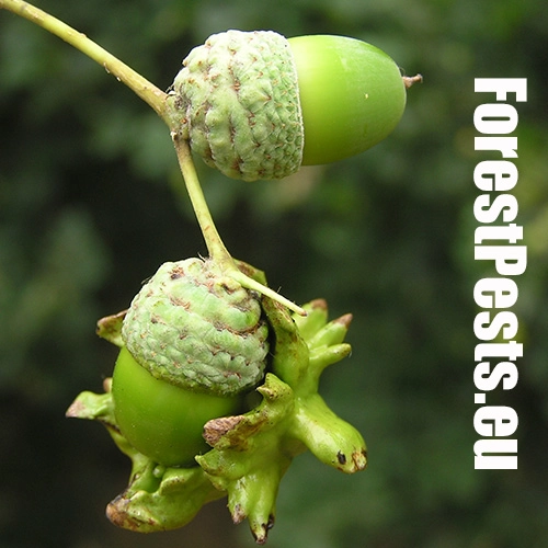 Hrčiarka kalichov&aacute;