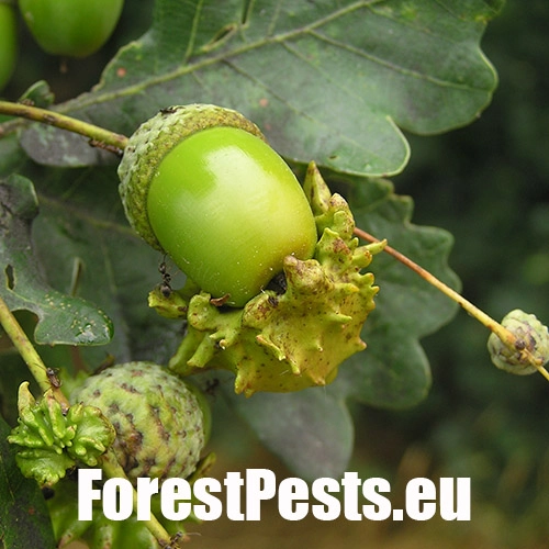 Hrčiarka kalichov&aacute;