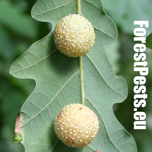 Hrčiarka listov&aacute;