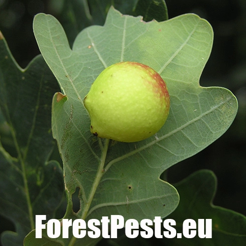 Hrčiarka listov&aacute;