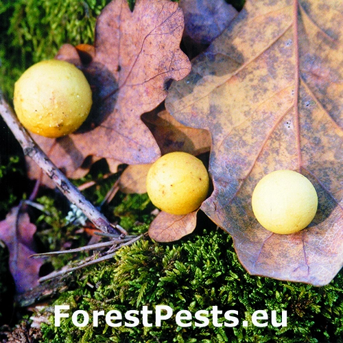 Hrčiarka listov&aacute;