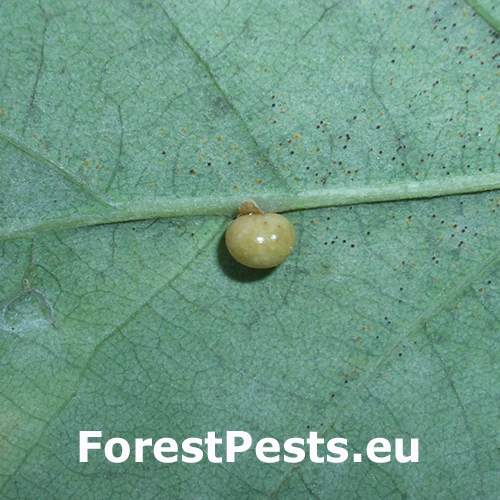 Hrčiarka Neuroterus anthracinus