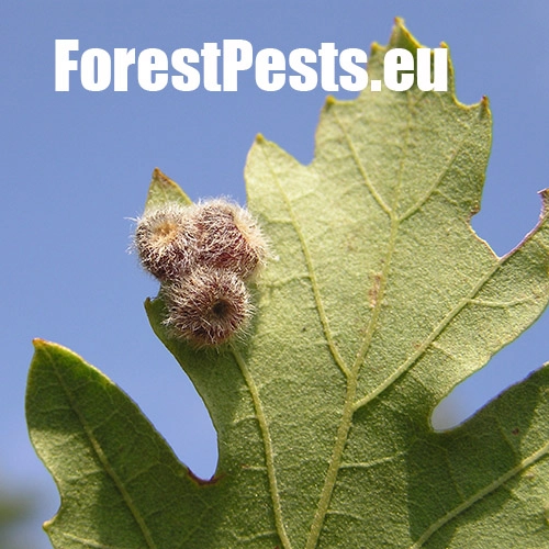 Hrčiarka Neuroterus lanuginosus