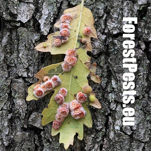 Hrčiarka Neuroterus lanuginosus