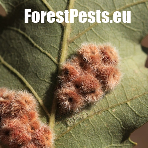 Hrčiarka Neuroterus lanuginosus