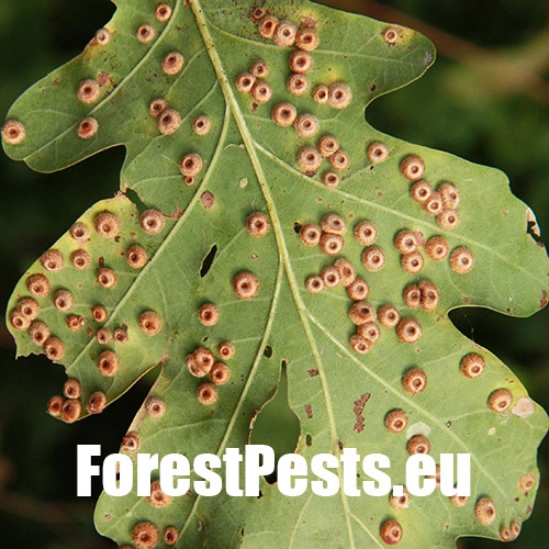 Hrčiarka Neuroterus numismalis