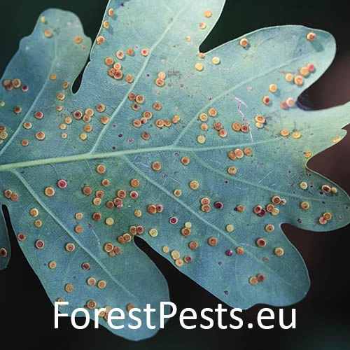 Hrčiarka Neuroterus numismalis