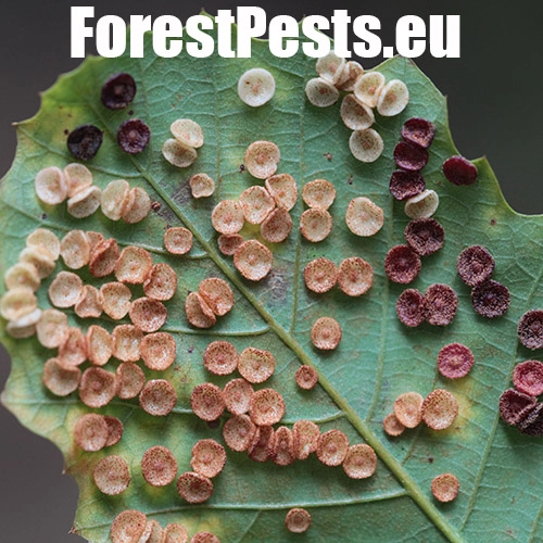 Hrčiarka Neuroterus quercusbaccarum