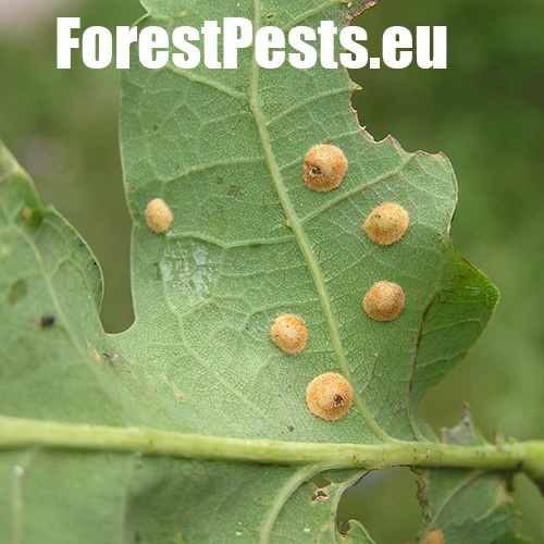 Hrčiarka Neuroterus quercusbaccarum