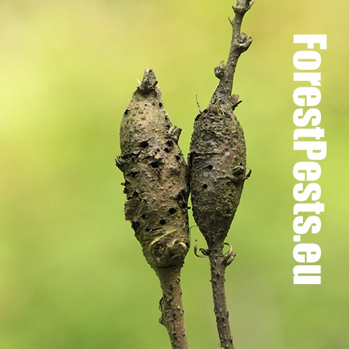 Hrčiarka Pseudoneuroterus macropterus