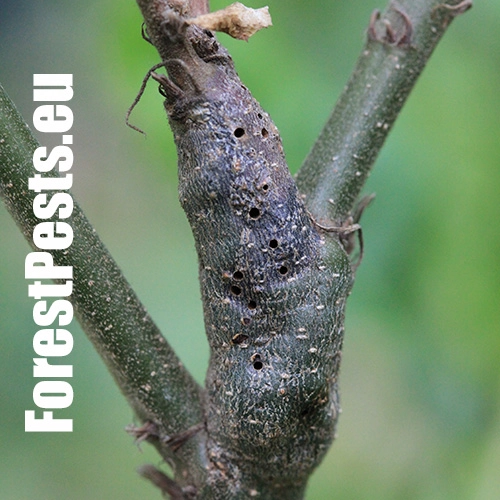 Hrčiarka Pseudoneuroterus macropterus