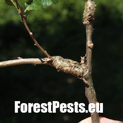 Hrčiarka Pseudoneuroterus macropterus