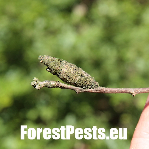 Hrčiarka Pseudoneuroterus macropterus