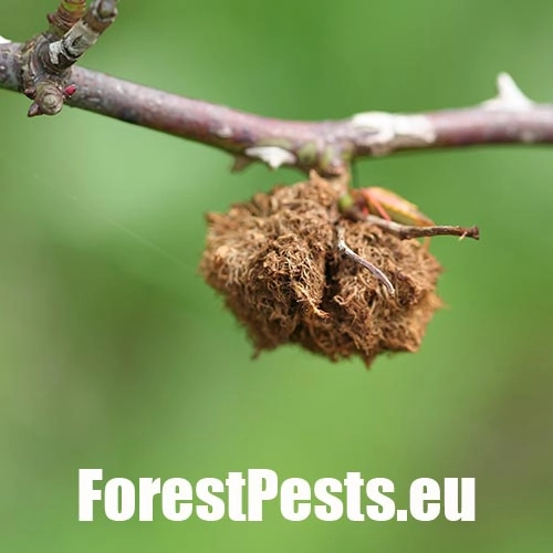 Hrčiarka ružov&aacute;