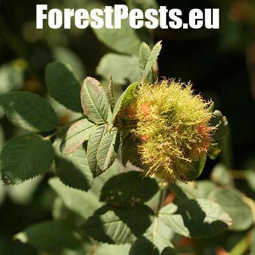 Hrčiarka ružov&aacute;