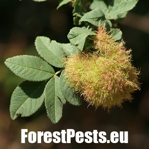 Hrčiarka ružov&aacute;