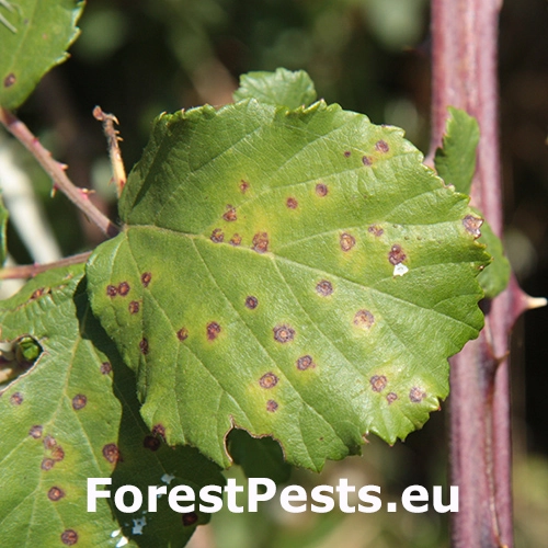Hrdza na černiciach