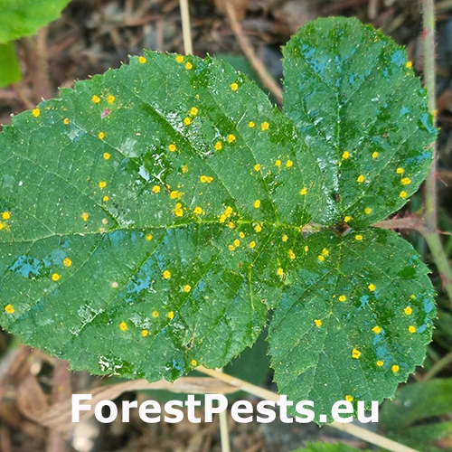 Hrdza ostružinov&aacute;