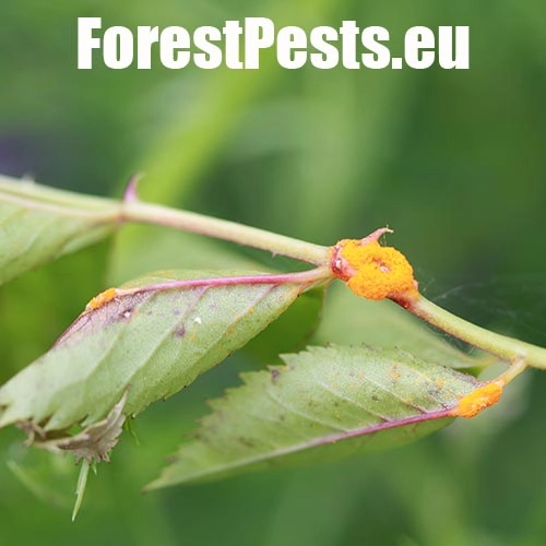 Hrdza ružov&aacute;