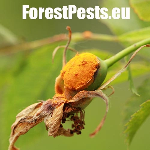 Hrdza ružov&aacute;