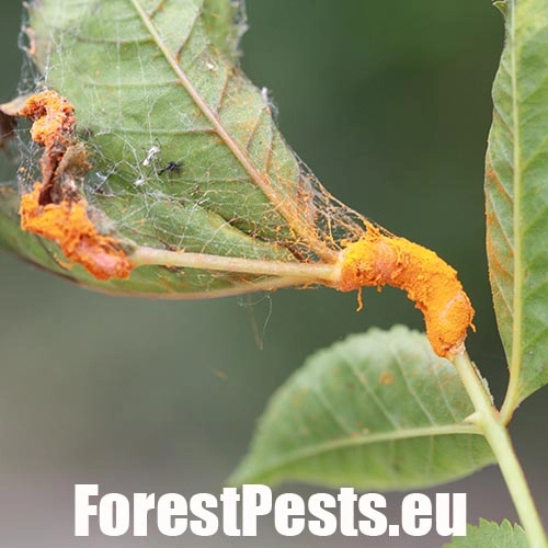 Hrdza ružov&aacute;