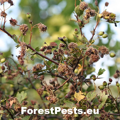 Hrdzavka hlohov&aacute;