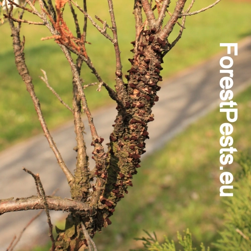 Hrdzavka hru&scaron;kov&aacute;