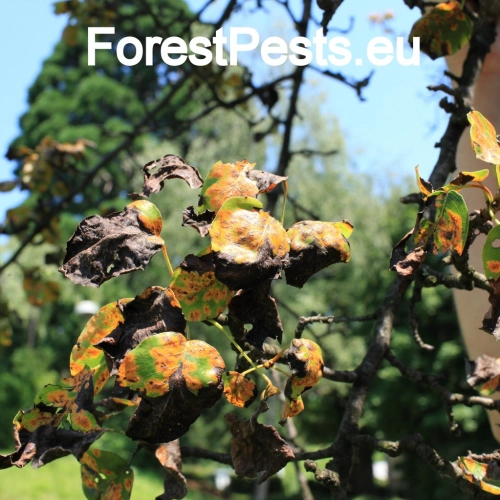 Hrdzavka hru&scaron;kov&aacute;