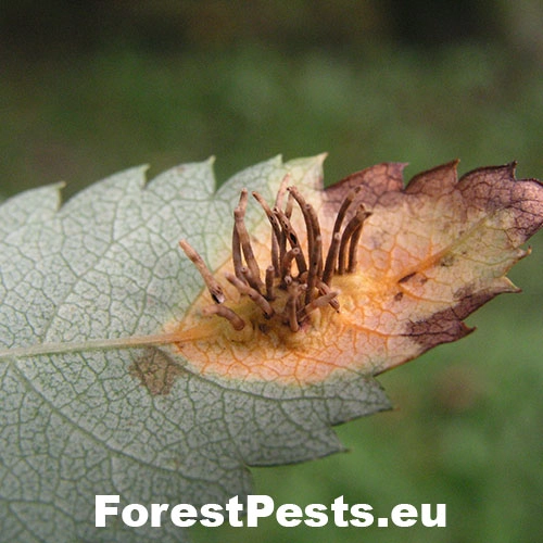 Hrdzavka jarabinov&aacute;