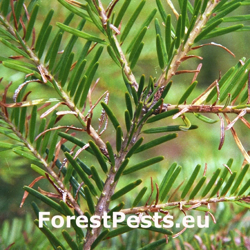 Hrdzovn&iacute;čka vŕbovkov&aacute;