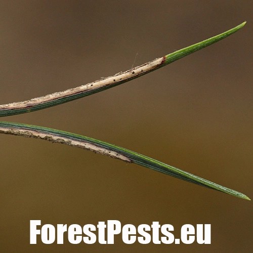 Hreben&aacute;rka borovicov&aacute; 