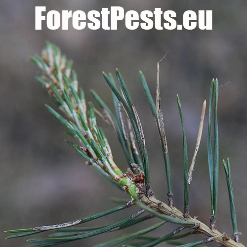 Hreben&aacute;rka borovicov&aacute; 