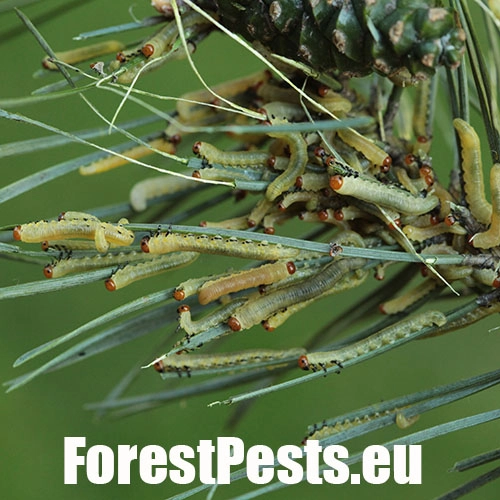 Hreben&aacute;rka borovicov&aacute; 