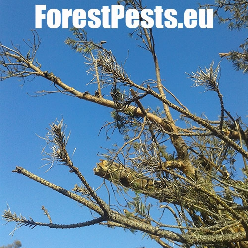 Hreben&aacute;rka borovicov&aacute; 