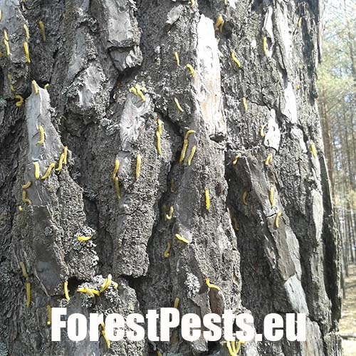 Hreben&aacute;rka borovicov&aacute; 