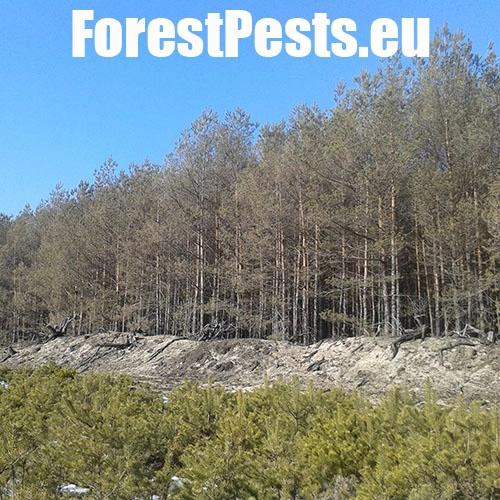 Hreben&aacute;rka borovicov&aacute; 