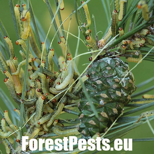 Hreben&aacute;rka borovicov&aacute; 