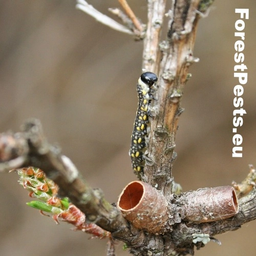 Hreben&aacute;rka Diprion similis