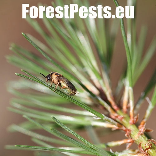 Hreben&aacute;rka Diprion similis