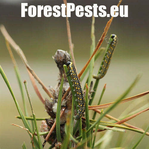 Hreben&aacute;rka Diprion similis