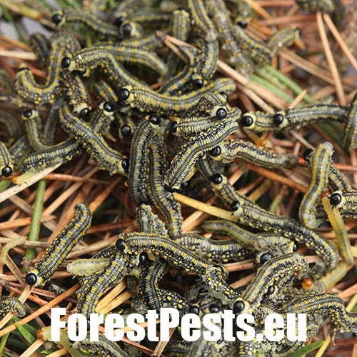 Hreben&aacute;rka Diprion similis